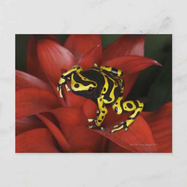Postal Dendrobates leucomelas, naranja de la rana de dard (Anverso)