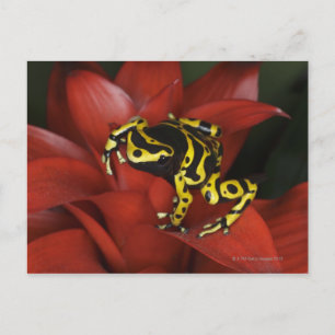 Postal Dendrobates leucomelas, naranja de la rana de dard