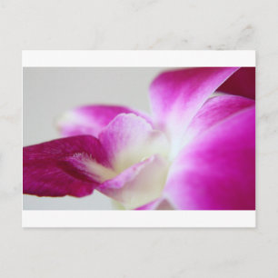 Postal Dendrobium Orchid