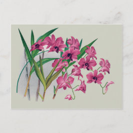 Postal Dendrobium Orchids Postcard Floral