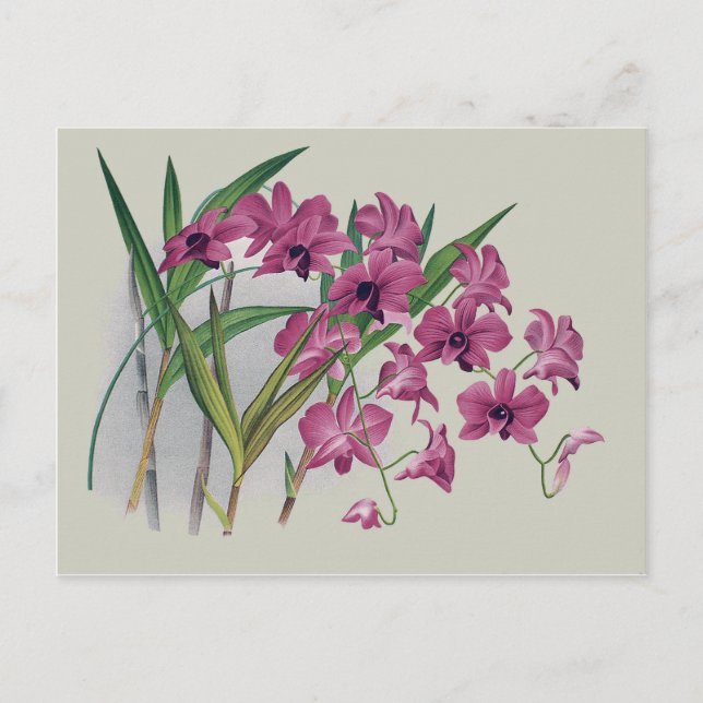 Postal Dendrobium Orchids Postcard Floral (Anverso)