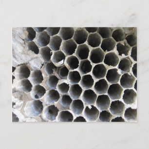 Postal Dentro de la colmena