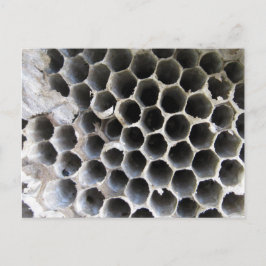 Postal Dentro de la colmena