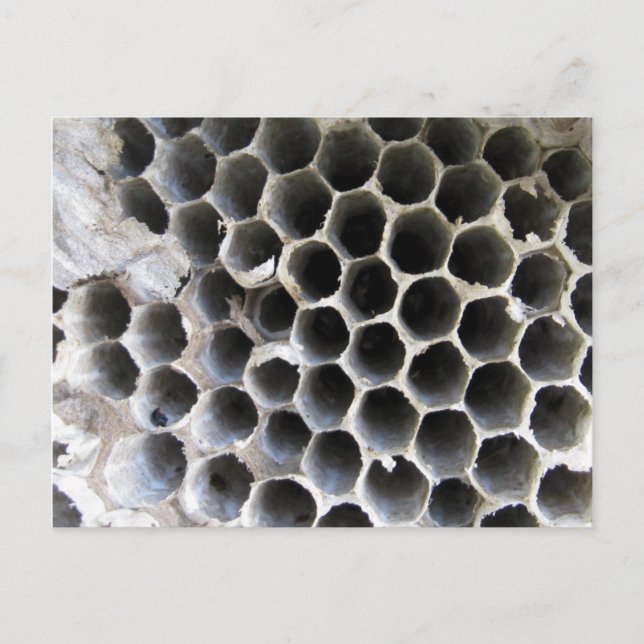 Postal Dentro de la colmena (Anverso)