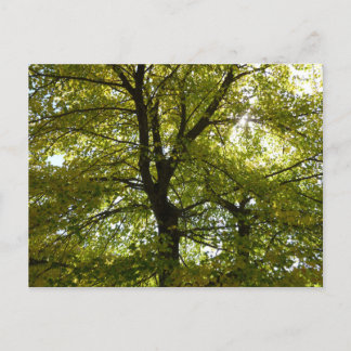 Postal Dentro de un árbol de arce amarillo otoño