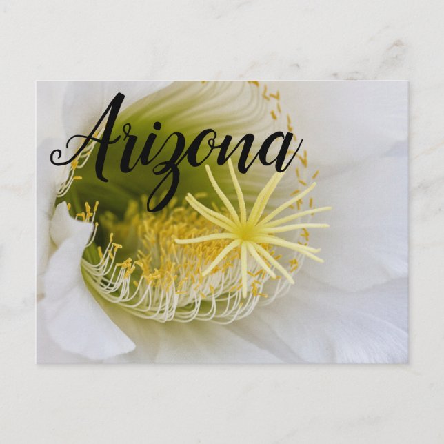 Postal Dentro de un cactus blanco en flor, Arizona (Anverso)
