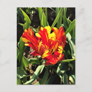 Postal Dentro de un flamante loro tulip