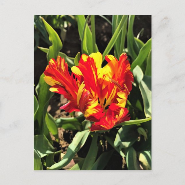 Postal Dentro de un flamante loro tulip (Anverso)