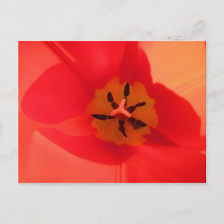 Postal Dentro de un tulipán