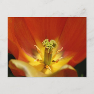 Postal Dentro de un tulipán