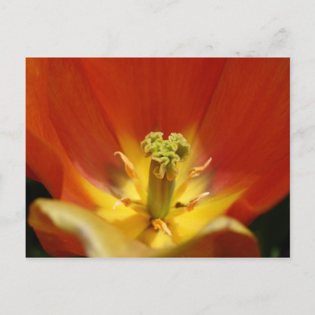 Postal Dentro de un tulipán (Anverso)