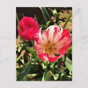 Postal Dentro de un tulipán rosa y blanco