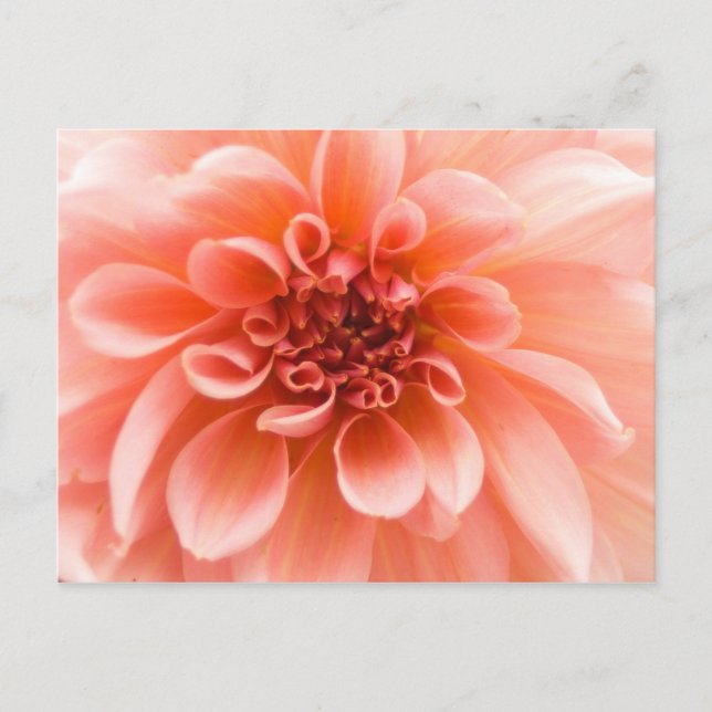 Postal Dentro de una flor de Dahlia (Anverso)