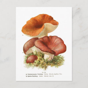 Postal Depallens del Russula y R.vesca