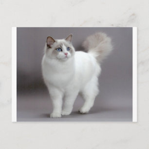 Postal Depuración del gato de Ragdoll con ojos azules