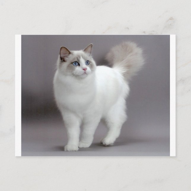 Postal Depuración del gato de Ragdoll con ojos azules (Anverso)