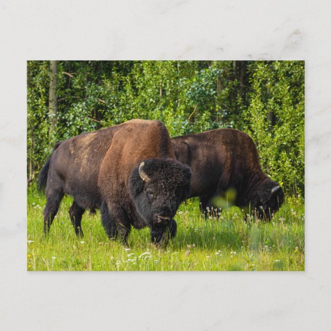 Postal Der Amerikanische Bison am Alaska Highway (Anverso)