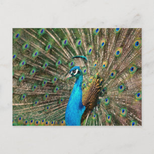 Postal Der blaue Pfau