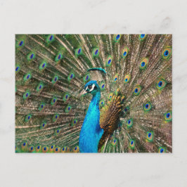 Postal Der blaue Pfau