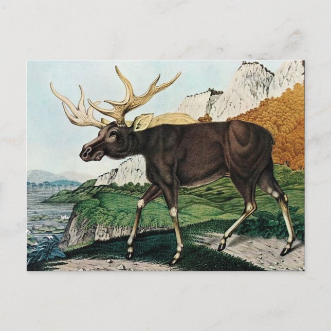 Postal Der Elch o The Elk (1886) (Anverso)