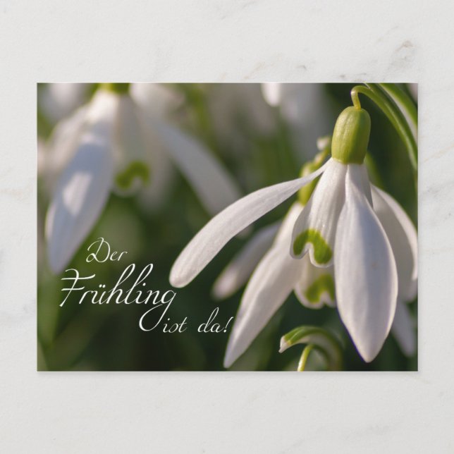 Postal ¡Der Frühling ist da! (Anverso)