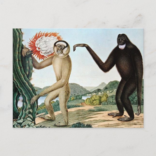 Postal Der Hulock o The Hoolock Gibbon (1835) (Anverso)