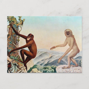 Postal Der Siamang o The Siamang Gibbon (1883)