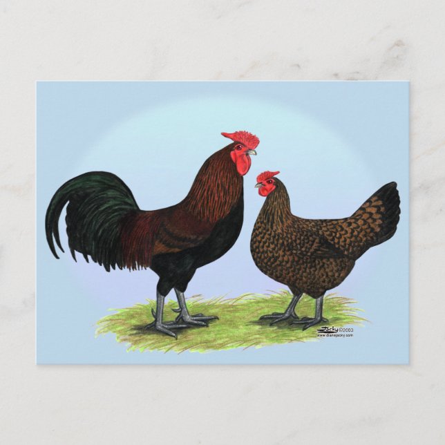 Postal Derbyshire Redcap Fowl (Anverso)