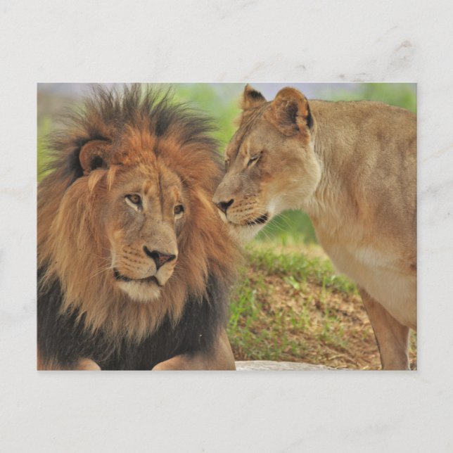 Postal derecho  (Anverso)