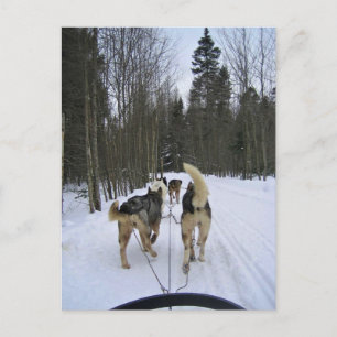 Postal Derrame de perro en Quebec, Canadá