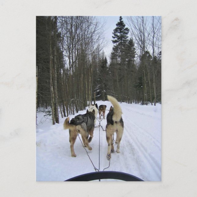 Postal Derrame de perro en Quebec, Canadá (Anverso)