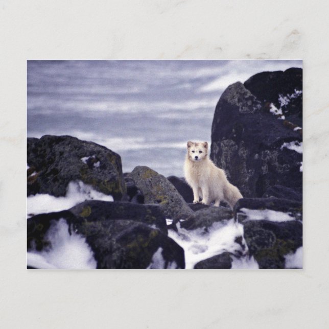 Postal Derrame de petróleo de la isla Pribilof, Ártico M/ (Anverso)