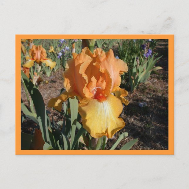 Postal Desafío Olímpico (Anverso)