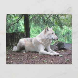 Postal Desangramiento del lobo blanco
