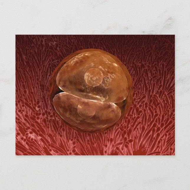 Postal Desarrollo de la zygota: 24-36 horas (Anverso)