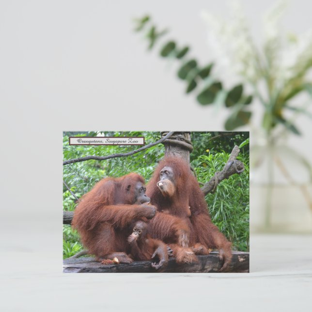 Postal Desayuno con el Zoológico de Orangutans Singapur (Anverso de pie)