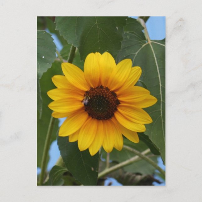 Postal ¡¡Desayuno para un Bee!! (Anverso)