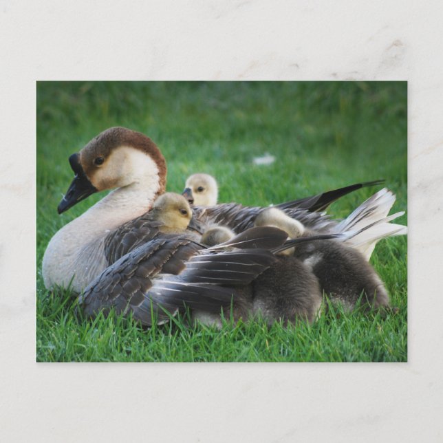 Postal Descanso (Anverso)