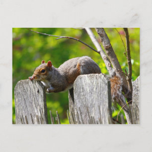 Postal Descanso de ardillas sobre una valla