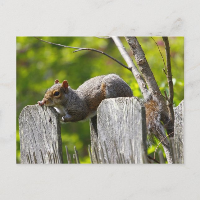 Postal Descanso de ardillas sobre una valla (Anverso)
