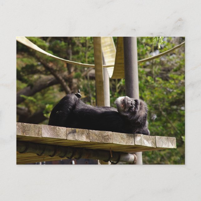 Postal Descanso de Chimpanzee (Anverso)