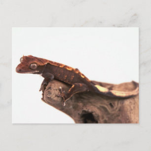 Postal Descanso de gecko en reposo