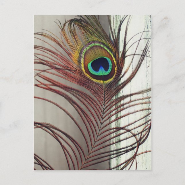 Postal Descanso de la pluma de pavo real (Anverso)