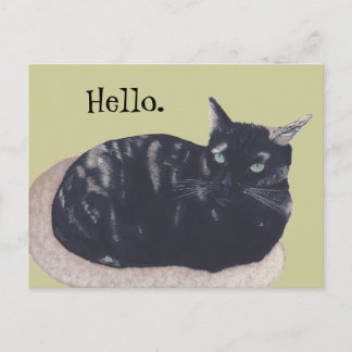 Postal Descanso de la trama Tortoise Cat Pintura Hola Pos