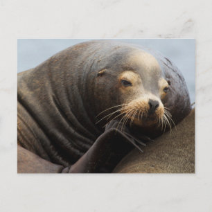 Postal Descanso de leones en el mar de California