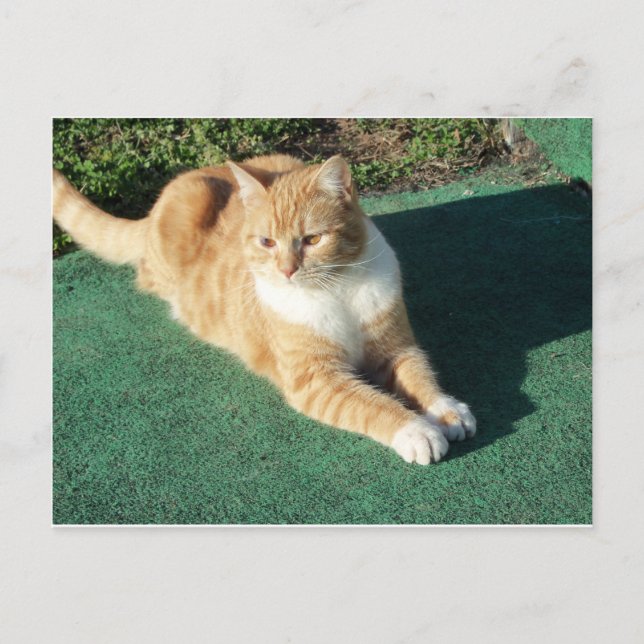 Postal Descanso del gato amarillo (Anverso)