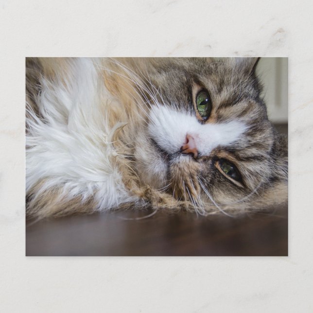 Postal Descanso del gato Ragamuffin (Anverso)