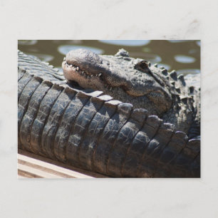 Postal Descanso del lagarto