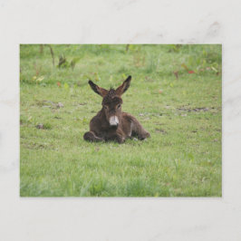 Postal Descanso en la hierba