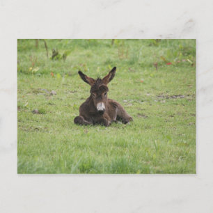 Postal Descanso en la hierba